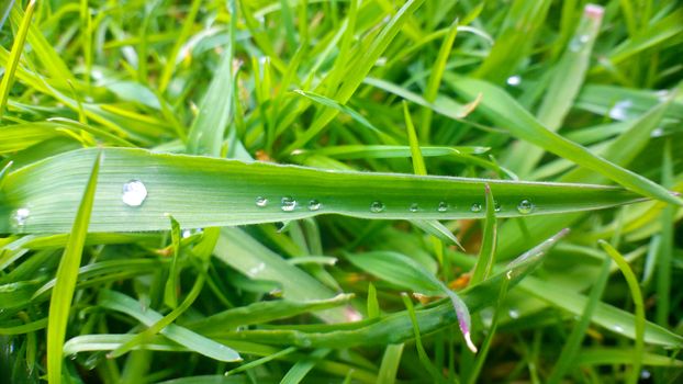 Alone morning waterdrop on the green leaf, shooting close-up