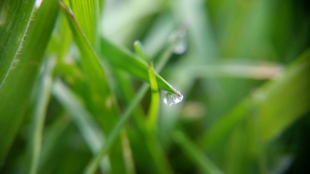 Alone morning waterdrop on the green leaf, shooting close-up