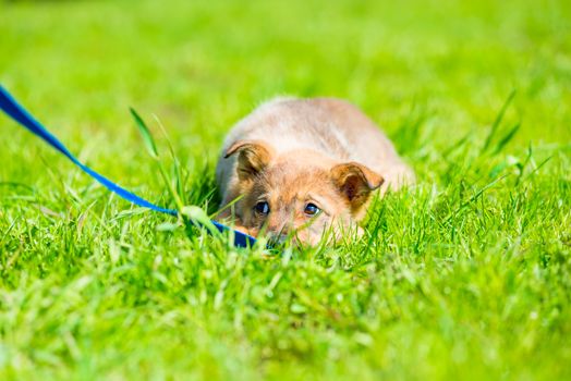 little brown playful puppy hiding in green grass on a meadow