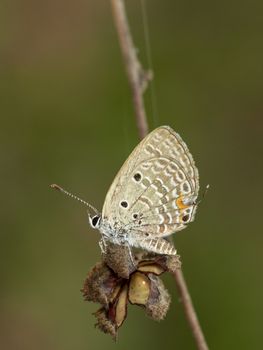 Image of plain cupid butterfly(Chilades pandava) on brown branch on a natural background. Insect. Animal.