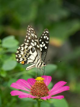 Image of lime butterfly(Papilio demoleus) is sucking nectar from flowers on a natural background. Insects. Animals.