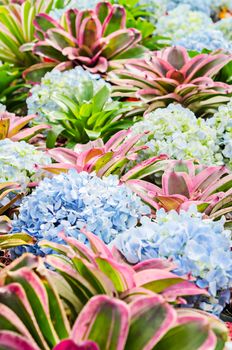 Beautiful hydrangea flower and nature plant in garden background.