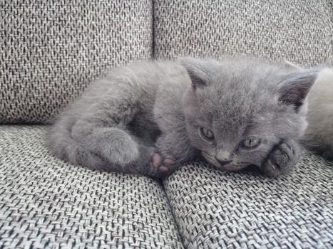 Cute Gray British kitty lying on sofa and looking somewhere