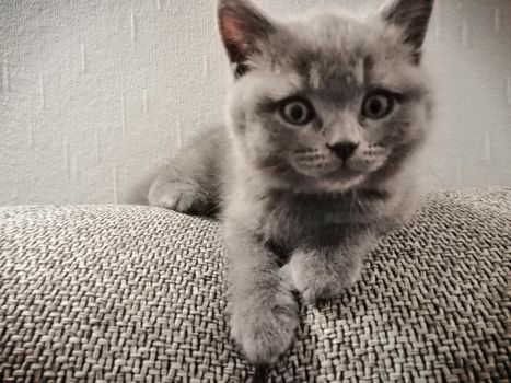 Cute Gray British kitty lying on sofa and looking right