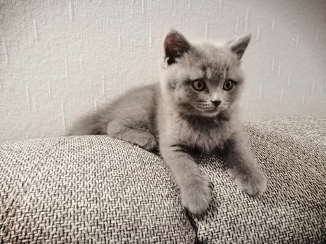 Cute Gray British kitty lying on sofa and looking somewhere