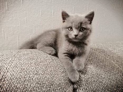 Cute Gray British kitty lying on sofa and looking right