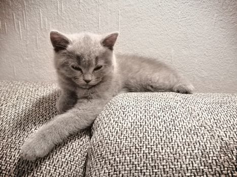 Cute Gray British kitty lying on sofa and looking somewhere squinting