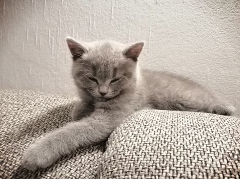 Cute Gray British kitty lying on sofa and looking somewhere squinting