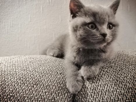 Cute Gray British kitty lying on sofa and looking somewhere