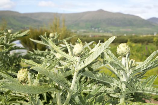 organic artichokes in dingle ireland on the wild atlantic way