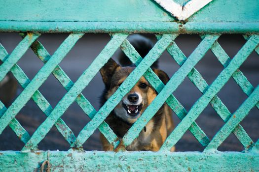 A dog barks through a green wooden fence