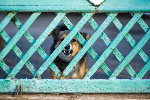 A dog barks through a green wooden fence