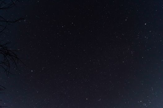 Night sky low light photo. A lot of stars and constellations on dark sky. The branches near sides of photo. Far away from city and no clouds.