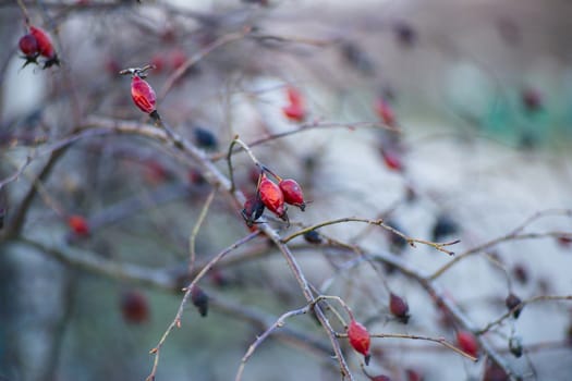 Rose hips on the branches. Plant without leaves, early spring