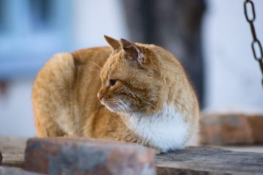 One-eyed red cat lies on the wooden boards 