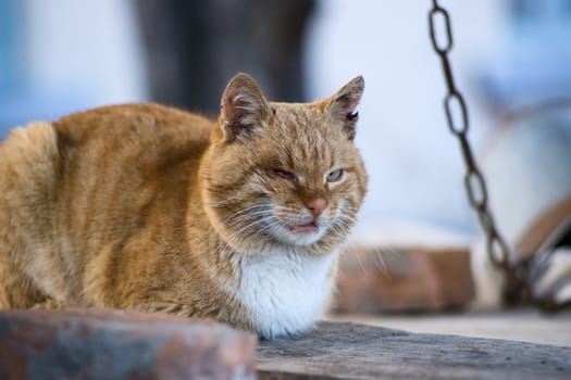 One-eyed red cat lies on the wooden boards 