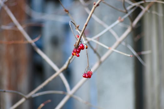 Rose hips on the branches. Plant without leaves, early spring
