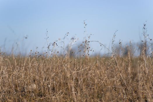 Closeup dry field grass on blurred background. Minimal depth of field. Early spring on photo.