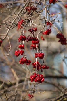 The fruits of viburnum on the branches in early spring