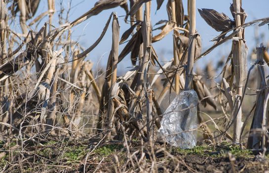 Corn bush on the field. Bad agriculture concept with plastic trash on blurred background. Minimal depth of field. Early spring on photo.