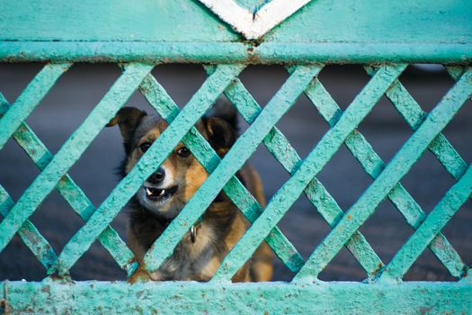 A dog barks through a green wooden fence