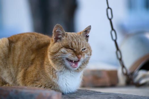 One-eyed red cat lies on the wooden boards 