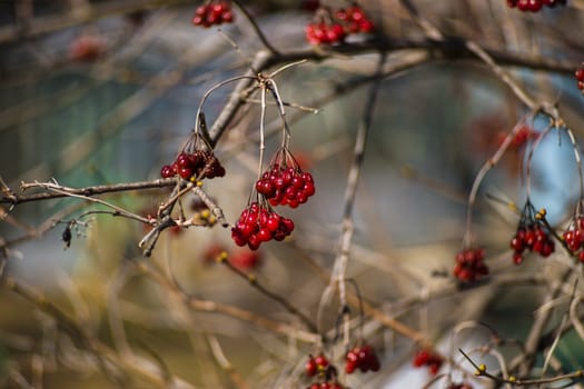 The fruits of viburnum on the branches in early spring