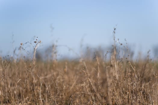 Closeup dry field grass on blurred background. Minimal depth of field. Early spring on photo.