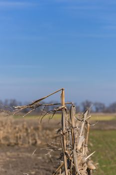 Corn bush on the field. Bad agriculture concept.