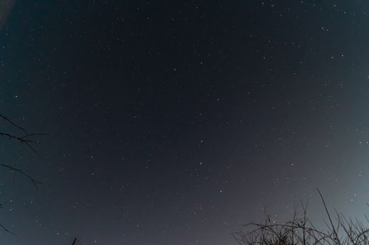 Night sky low light photo. A lot of stars and constellations on dark sky. The branches near sides of photo. Far away from city and no clouds.