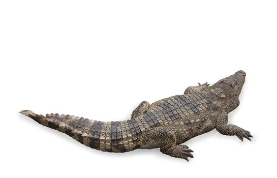 Freshwater crocodile isolated on white background, clipping path.