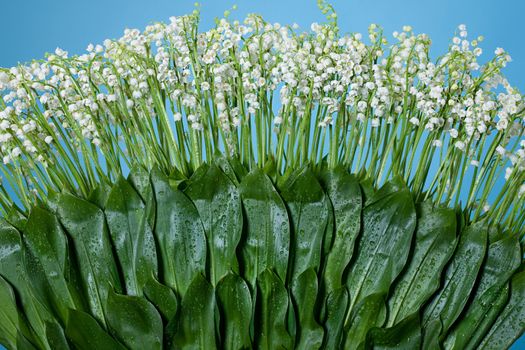 Composition made of lilies of the valley and green leaves