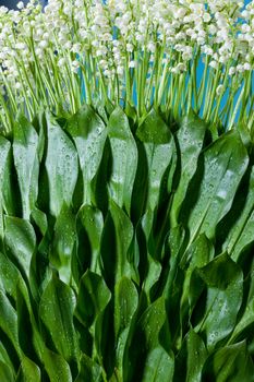 Composition made of lilies of the valley and green leaves