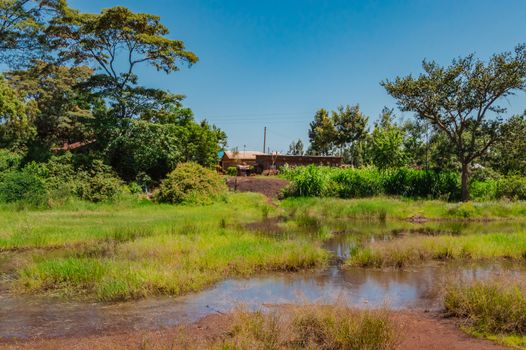 Swampy area and waterhole in the grasslands of Makwa village near the town of Thika in central Kenya