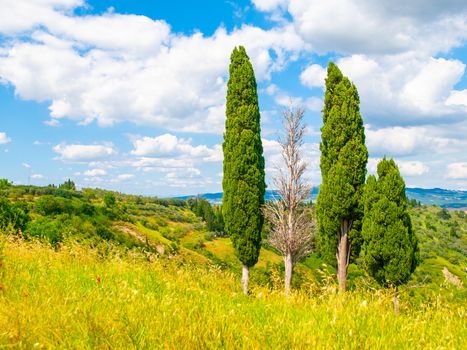 Group of cypress trees in summer landscape of Tuscany, Italia.