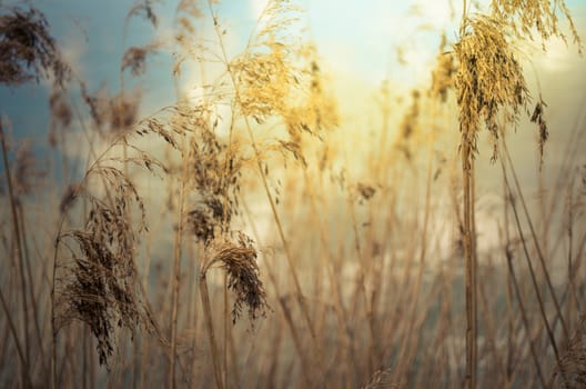 Sunlight cover a wheat field inspiring a calm and dreamy scene.