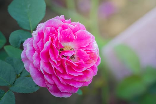 Roses in the garden, Roses are beautiful with a beautiful sunny day.