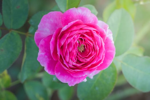 Roses in the garden, Roses are beautiful with a beautiful sunny day.