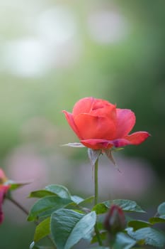 Roses in the garden, Roses are beautiful with a beautiful sunny day.