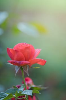 Roses in the garden, Roses are beautiful with a beautiful sunny day.