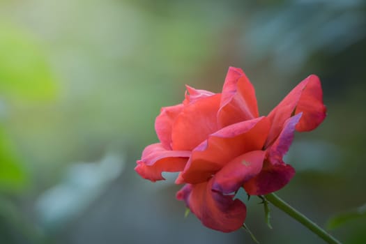 Roses in the garden, Roses are beautiful with a beautiful sunny day.