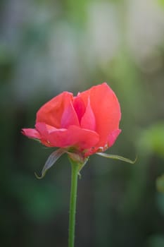 Roses in the garden, Roses are beautiful with a beautiful sunny day.