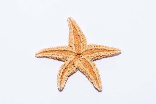 Starfish seastar backside species from the northern sea in europe five arms front