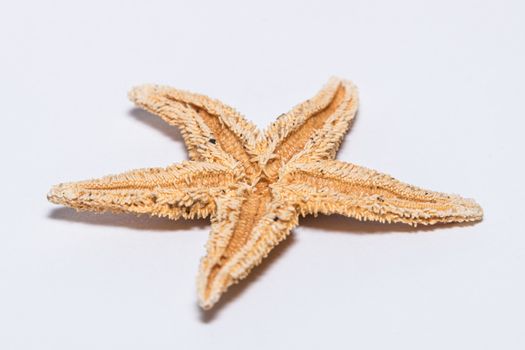 Starfish seastar backside species from the northern sea in europe five arms front