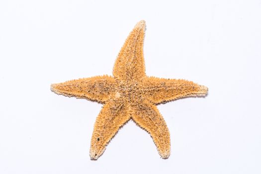 Starfish seastar front species from the northern sea in europe five arms front