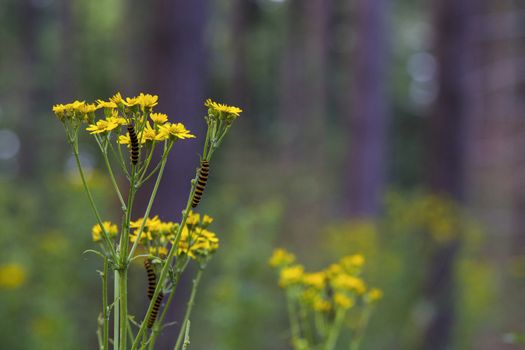 cinnabar moth, caterpillars,Tyria jacobaeae eating from a yellow flower in holland in July