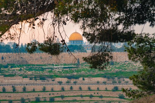 Panoramic view of Jerusalem old city and the Temple Mount through a tree during a dramatic colorful sunset. A view of the Dome of the Rock and Al Aqsa Mosque from the Mount of Olives in Jerusalem, Israel.