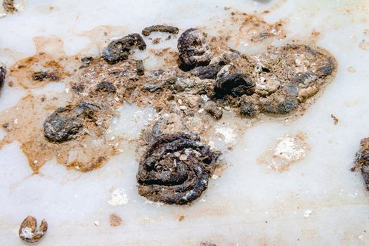 Pigeon droppings on the windowsill. Macro close up.