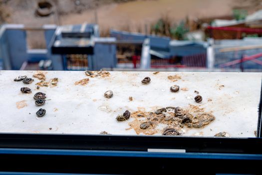 Pigeon droppings on the windowsill. A building under construction in the background.