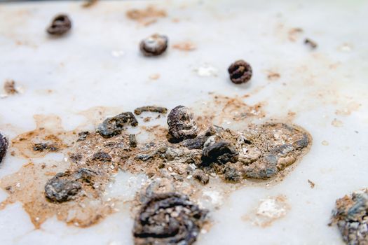 Pigeon droppings on the windowsill. Macro close up.